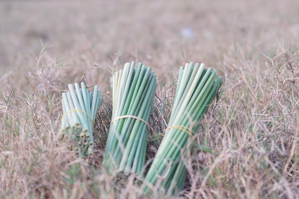 Grass Straws